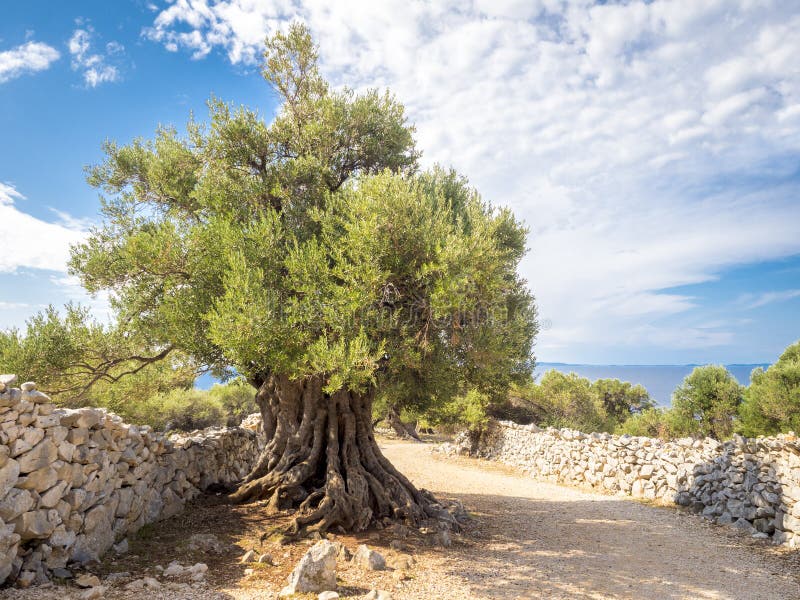 Więcej niż 1600 lat dziki drzewo oliwne