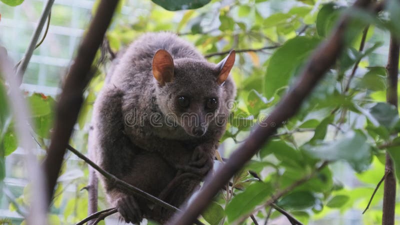 Większe bushbaby galago siedzi na zielonej gałęzi w dzień las zanzibar africa