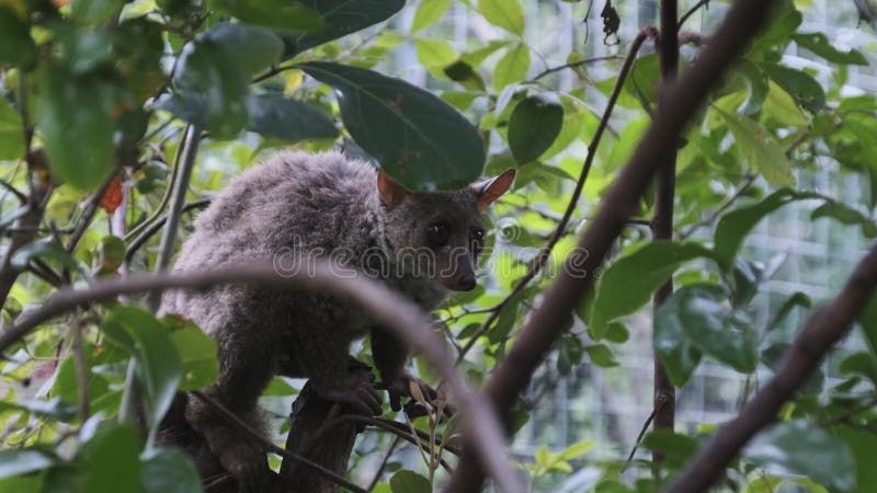 Większe bushbaby galago siedzi na zielonej gałęzi w dzień las zanzibar africa