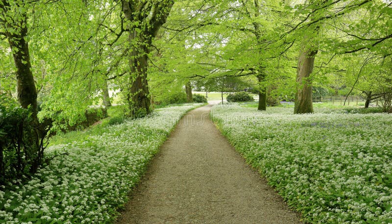 Wld garlic lining a woodland path