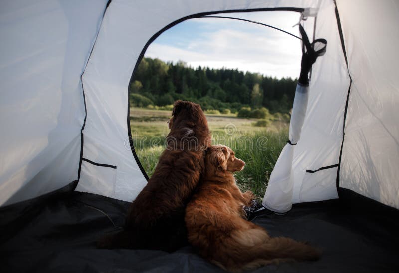 Wo Dogs in a Tent on Nature. Summer Vacation Stock Photo - Image of ...