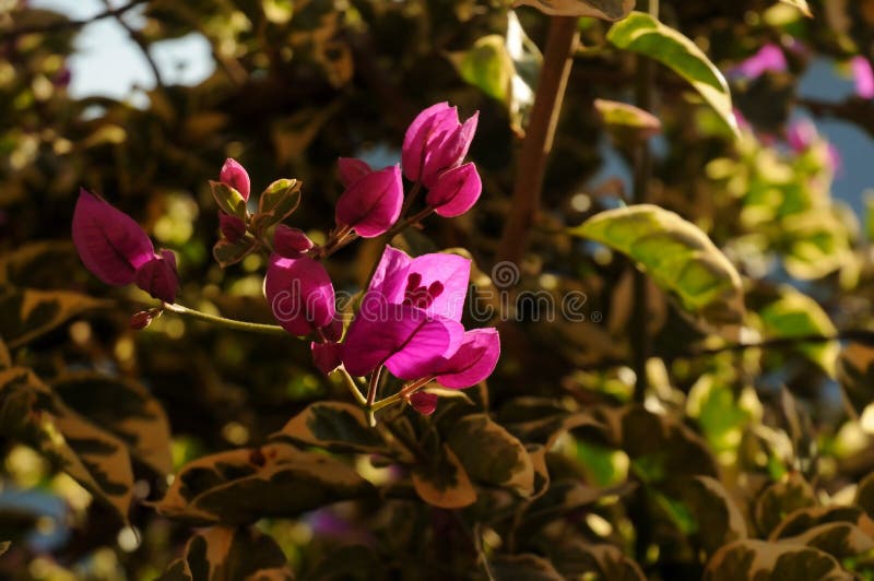 Wo Liebe herrscht, gibt es eine Blume lizenzfreies stockfoto