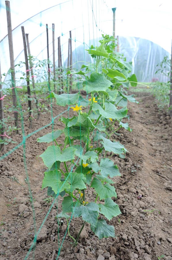 Wo lines of cucumber