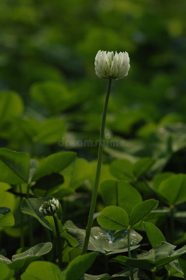 Floating. Fibrous roots, black brown. The stems are very short, and the creeping branches are light green. Leaves at base with rosette arrangement; leaf blade orbicular, surface dark green; petiole length ranging from within the chamber consists of many polygonal columnar cells, vascular interspersed, yellow green to green; petioles with yellow green bracts sheathlike; scape multiple spikes; usually with 9-12 flower; corolla blue purple petals, slightly zygomorphic, around the purple red, the middle 1 blue, yellow spots in the blue central base of perianth segments connate into a tube; stamens adnate to perianth tube; filaments with glandular hairs; anthers blue gray; pollen yellow; ovary long pyriform; style ca. 2 cm; stigmas densely glandular hairs. Capsule oval. The flowering period is 7-10 months, and the fruit period is 8-11 months. Floating. Fibrous roots, black brown. The stems are very short, and the creeping branches are light green. Leaves at base with rosette arrangement; leaf blade orbicular, surface dark green; petiole length ranging from within the chamber consists of many polygonal columnar cells, vascular interspersed, yellow green to green; petioles with yellow green bracts sheathlike; scape multiple spikes; usually with 9-12 flower; corolla blue purple petals, slightly zygomorphic, around the purple red, the middle 1 blue, yellow spots in the blue central base of perianth segments connate into a tube; stamens adnate to perianth tube; filaments with glandular hairs; anthers blue gray; pollen yellow; ovary long pyriform; style ca. 2 cm; stigmas densely glandular hairs. Capsule oval. The flowering period is 7-10 months, and the fruit period is 8-11 months.