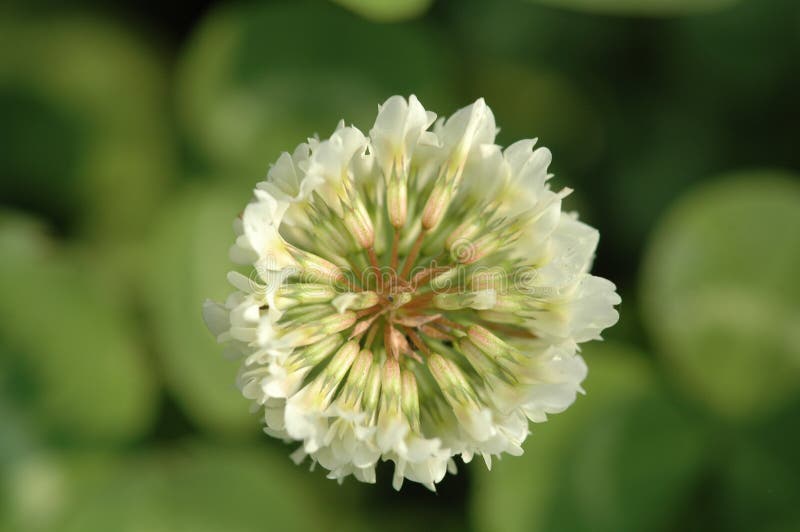 Floating. Fibrous roots, black brown. The stems are very short, and the creeping branches are light green. Leaves at base with rosette arrangement; leaf blade orbicular, surface dark green; petiole length ranging from within the chamber consists of many polygonal columnar cells, vascular interspersed, yellow green to green; petioles with yellow green bracts sheathlike; scape multiple spikes; usually with 9-12 flower; corolla blue purple petals, slightly zygomorphic, around the purple red, the middle 1 blue, yellow spots in the blue central base of perianth segments connate into a tube; stamens adnate to perianth tube; filaments with glandular hairs; anthers blue gray; pollen yellow; ovary long pyriform; style ca. 2 cm; stigmas densely glandular hairs. Capsule oval. The flowering period is 7-10 months, and the fruit period is 8-11 months. Floating. Fibrous roots, black brown. The stems are very short, and the creeping branches are light green. Leaves at base with rosette arrangement; leaf blade orbicular, surface dark green; petiole length ranging from within the chamber consists of many polygonal columnar cells, vascular interspersed, yellow green to green; petioles with yellow green bracts sheathlike; scape multiple spikes; usually with 9-12 flower; corolla blue purple petals, slightly zygomorphic, around the purple red, the middle 1 blue, yellow spots in the blue central base of perianth segments connate into a tube; stamens adnate to perianth tube; filaments with glandular hairs; anthers blue gray; pollen yellow; ovary long pyriform; style ca. 2 cm; stigmas densely glandular hairs. Capsule oval. The flowering period is 7-10 months, and the fruit period is 8-11 months.