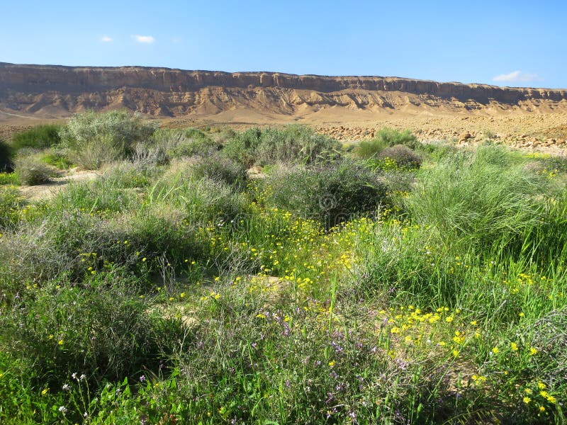 Woestijn de Negev dans le bloei ; Désert du Néguev en fleur ; Cra de Mitzpe Ramon photographie stock libre de droits Woestijn de Negev dans le bloei ; Désert du Néguev en fleur ; Cra de Mitzpe Ramon photographie stock libre de droits