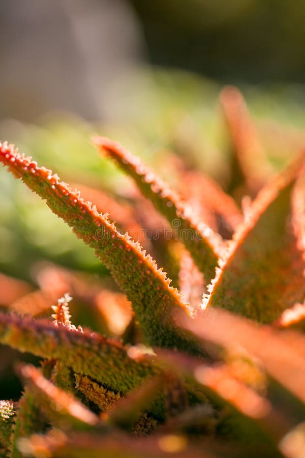 Desert garden with succulents in california. Desert garden with succulents in california