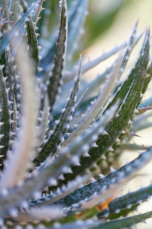 Desert garden with succulents in california. Desert garden with succulents in california