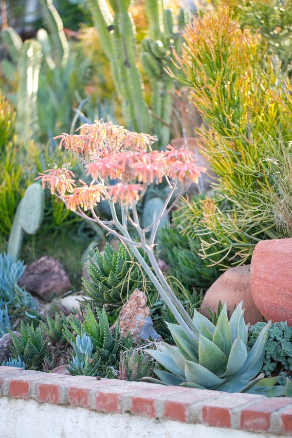 Desert garden with succulents in california. Desert garden with succulents in california