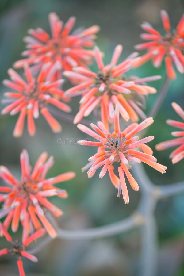 Desert garden with succulents in california. Desert garden with succulents in california