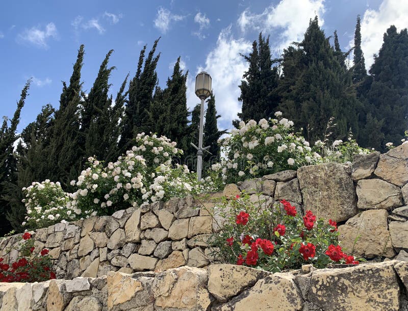In the Wohl Rose Park in Jerusalem Editorial Stock Photo Image of stone, garden 247006733