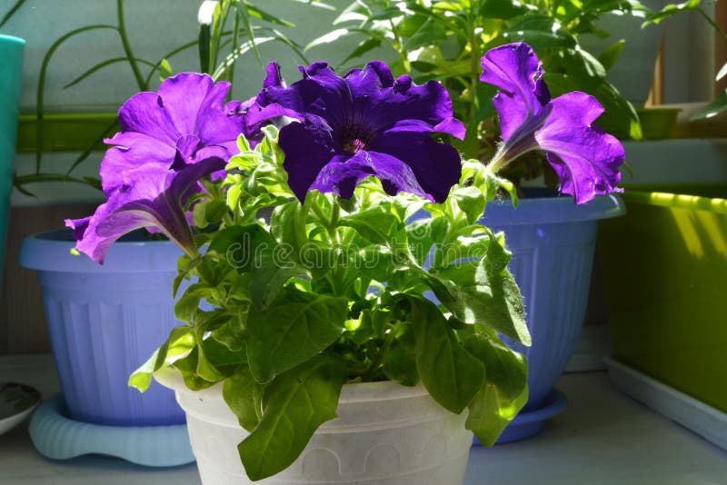 Wohlriechende purpurrote Petunienblumen im weißen Topf Kleiner Garten mit Topfpflanzen auf dem Balkon stockfotos Wohlriechende purpurrote Petunienblumen im weißen Topf Kleiner Garten mit Topfpflanzen auf dem Balkon stockfotos