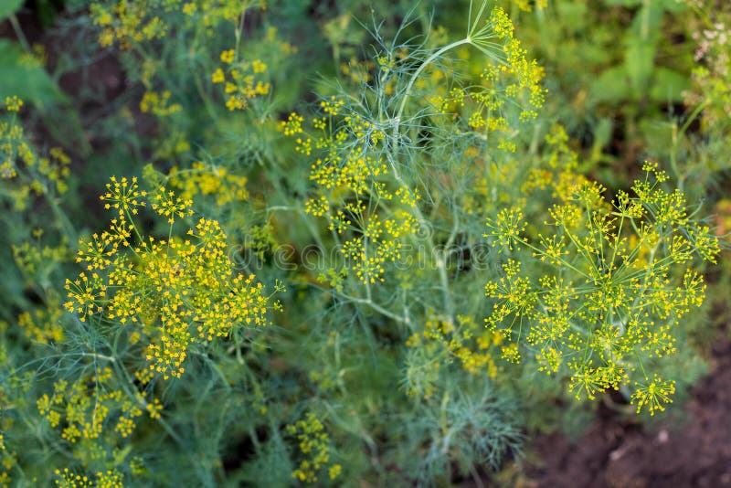 Wohlriechender Dill Auf Dem Garten Im Garten Stockbild