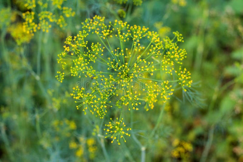 Wohlriechender Dill Auf Dem Garten Im Garten Stockbild