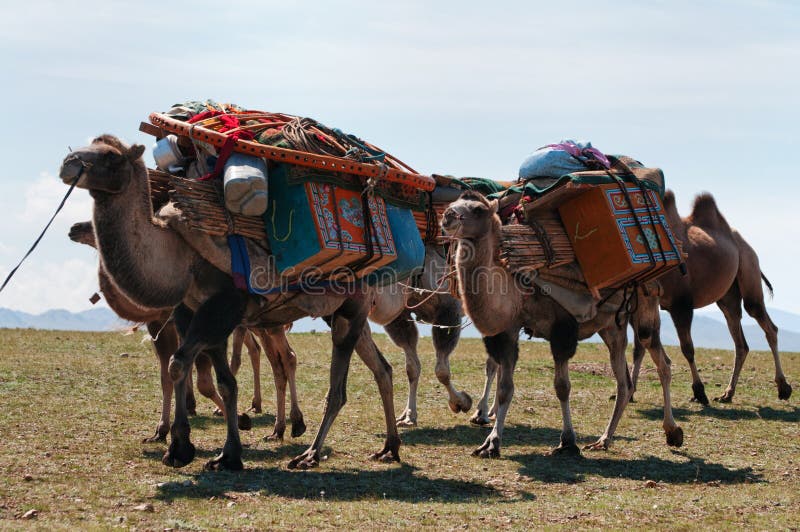 Wohnwagen der Kamele in Mongolei lizenzfreie stockfotografie