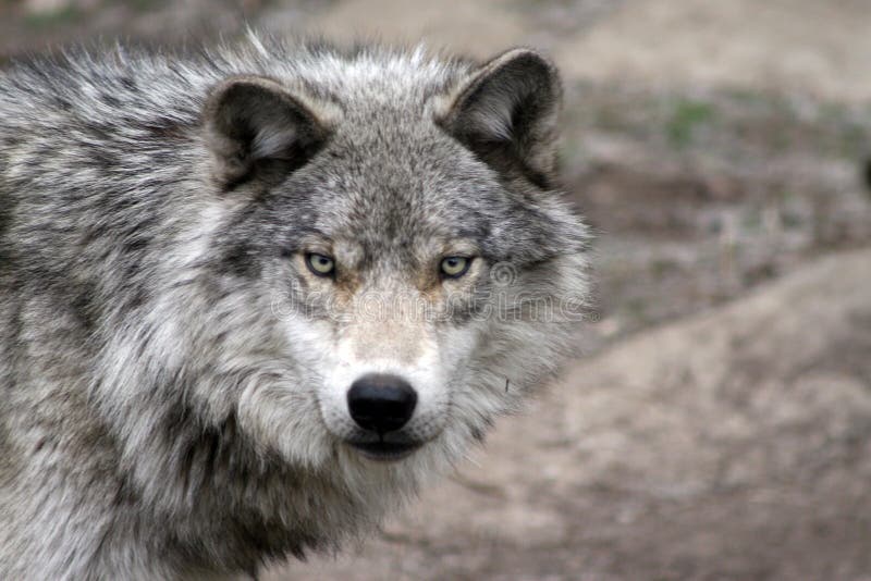 Gris Lobo cabeza (capturado), menor movimienot difuminar.