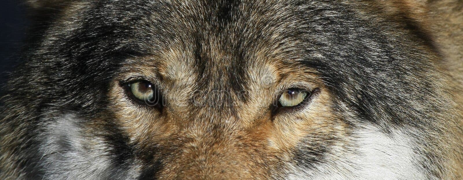 20,245 Wolf Eyes Stock Photos - Free & Royalty-Free Stock Photos from ...