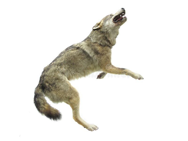 Wolf stock foto