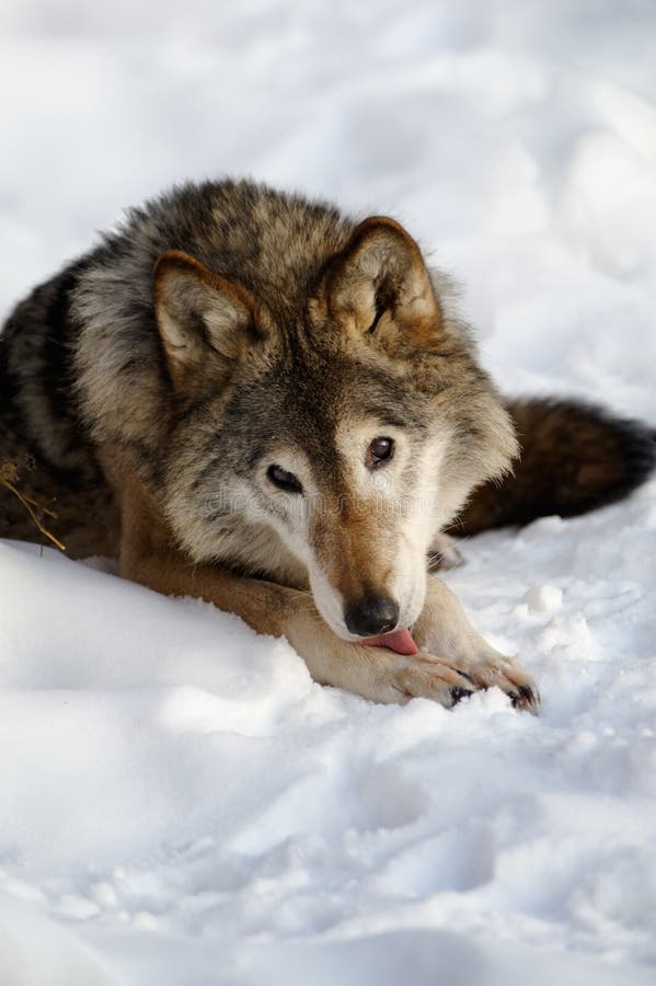 Wolf stock image. Image of nature, animal, dangerous - 12944823