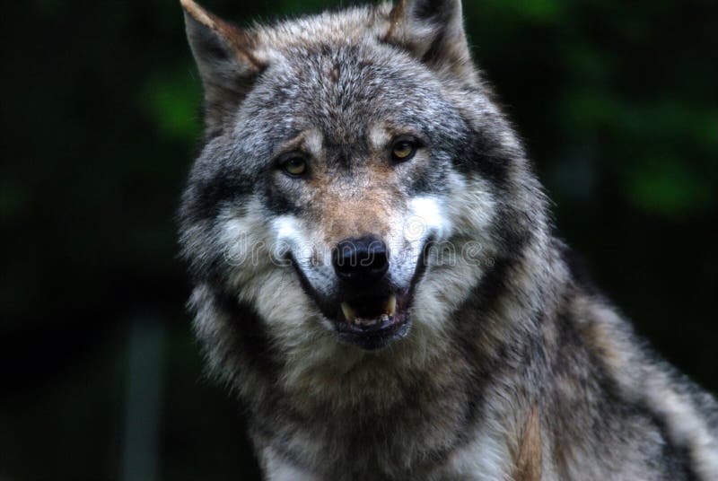 Lobo en Bosque, en primavera.