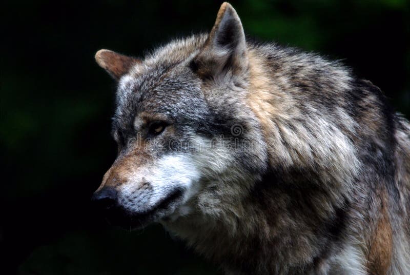 Wolf in forest NP, in springtime. Head profile wolf stock images, royalty-free photos and pictures