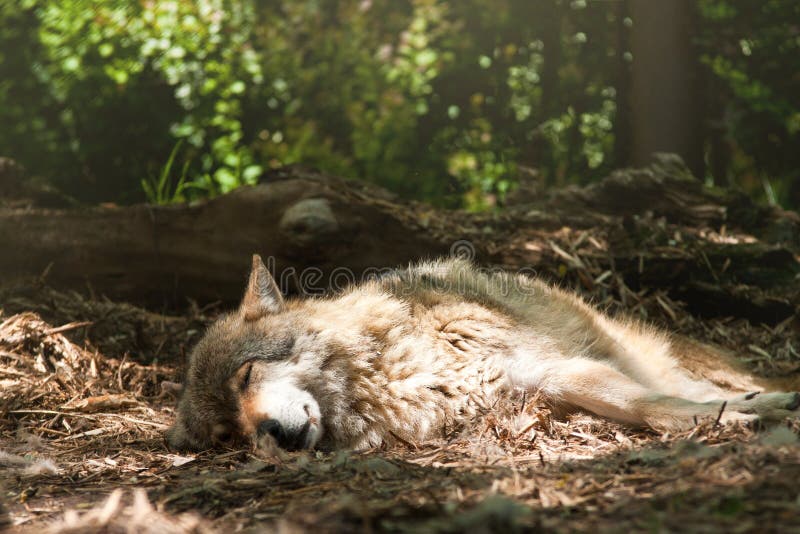 Lobo en jardín zoológico checo.