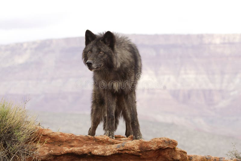 Werewolf by night hi-res stock photography and images - Alamy