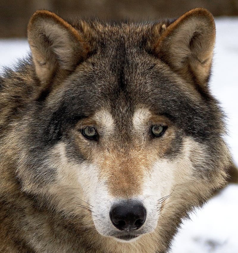 De Lobo sobre el marrón.