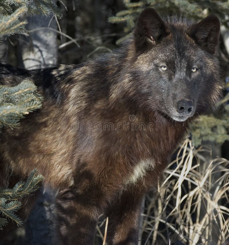 wolf royaltyfri foto wolf royaltyfri foto