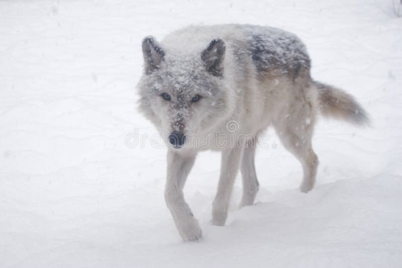 wolf arkivbild wolf arkivbild