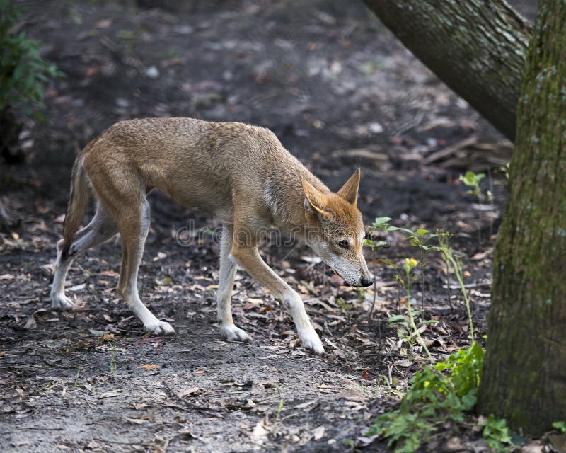 Wolf animal stock photos. Wolf Red wolf animal close-up profile view with trees and foliage background and foreground stock photos Wolf animal stock photos. Wolf Red wolf animal close-up profile view with trees and foliage background and foreground stock photos