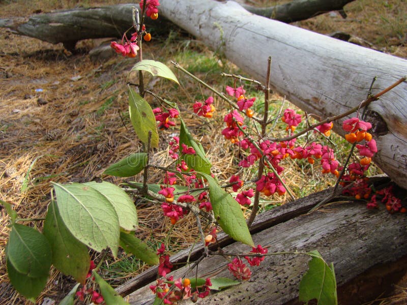 Wolf Berries with Raindrops on a Branch with Green Leaves Stock Image