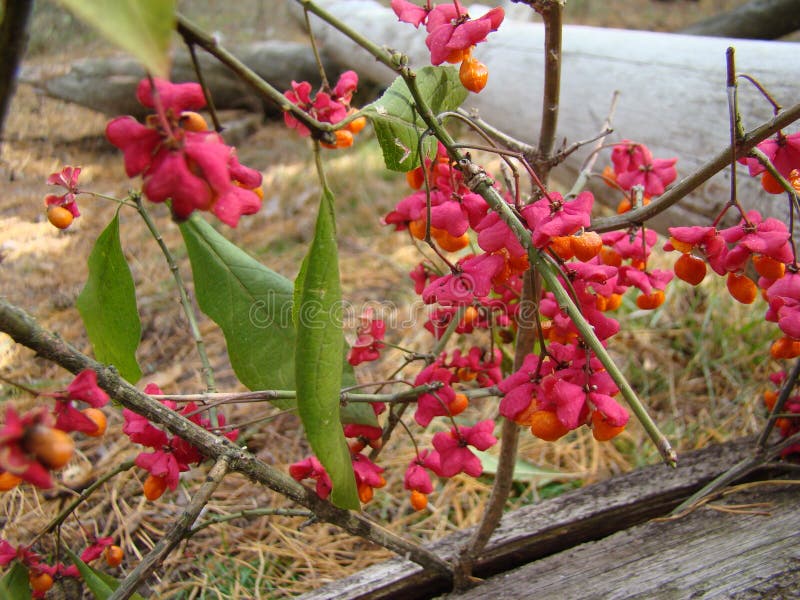Wolf berries stock image. Image of poison, nature, medicinal 79251047