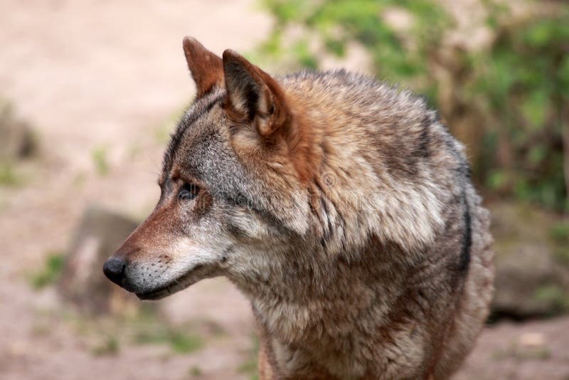 Wolf (canis lupus)