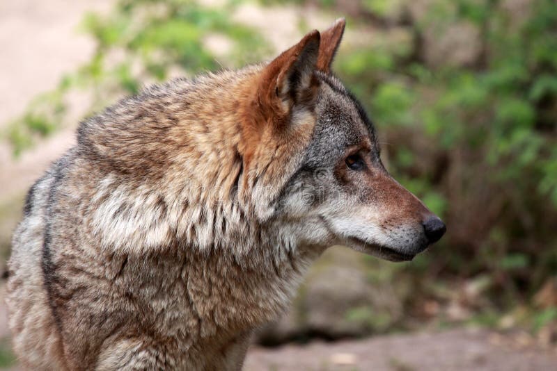 Wolf (canis lupus)