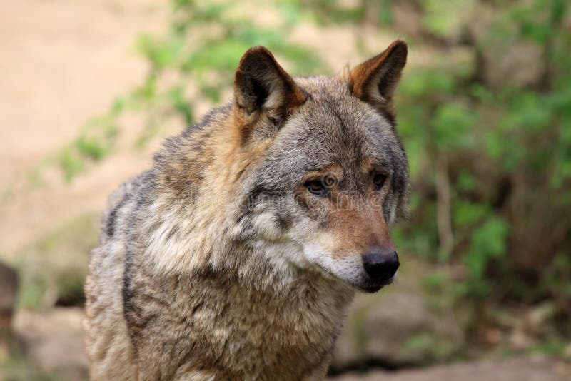 Wolf (canis lupus)