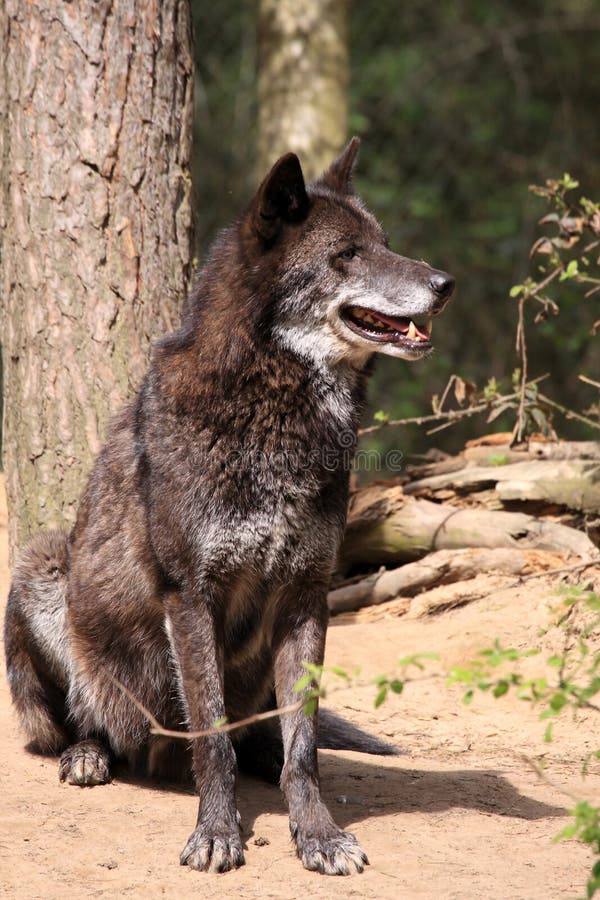 Wolf (canis lupus)