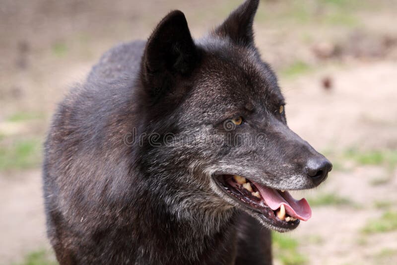 Wolf (canis lupus)