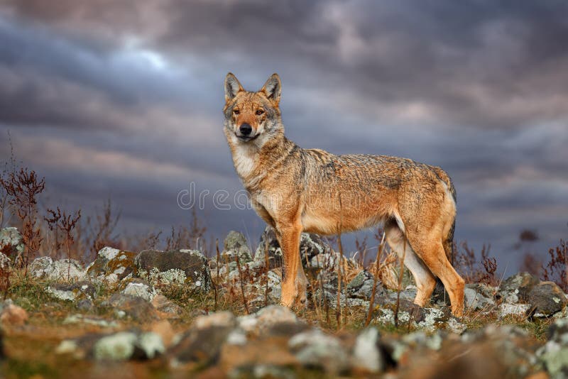 Wolf, Canis lupus, in Wild nature, Eastern Rhodopes mountain, Bulgaria in Euroe Portrait of predator, beautiful wolf. Animal in