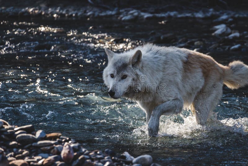 Wolf Crossing The Creek imagem de stock Wolf Crossing The Creek imagem de stock