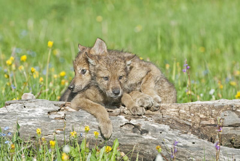 Wolf cubs stock photo. Image of cubs, nature, montana - 5486524