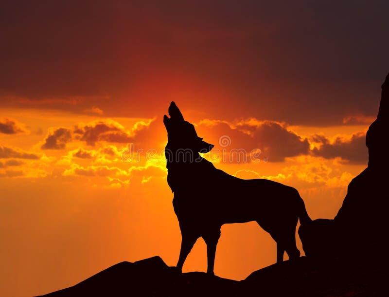 Wolf Die Bij Zonsondergang Huilt Stock