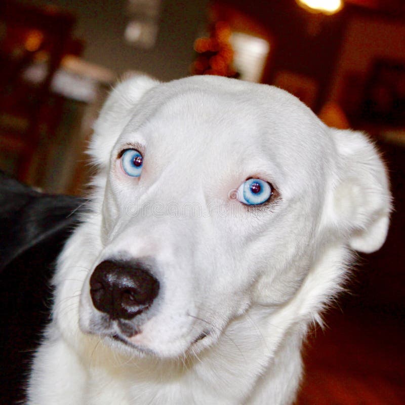 Wolf Dog bianco con gli occhi azzurri fotografia stock Wolf Dog bianco con gli occhi azzurri fotografia stock