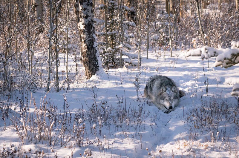 Krásné a roztomilé vlčáka v zimě říši divů, kterým se ve sněhu, v blízkosti lesa s sunny upozorní a stromy pokryté sněhem.