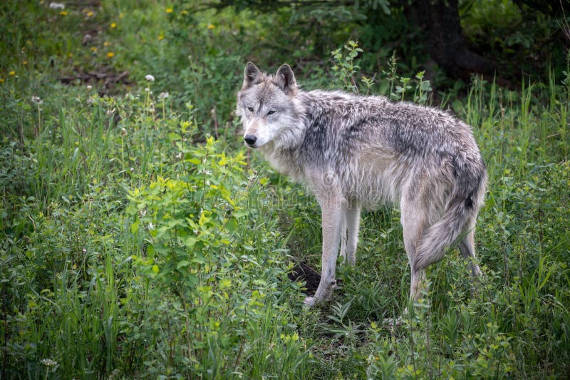 Wolf Dog at the Yamnuska Sanctuary Stock Image Image of predator