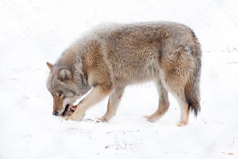 Wolf eating meat stock photo. Image of prey, wildlife 23795518