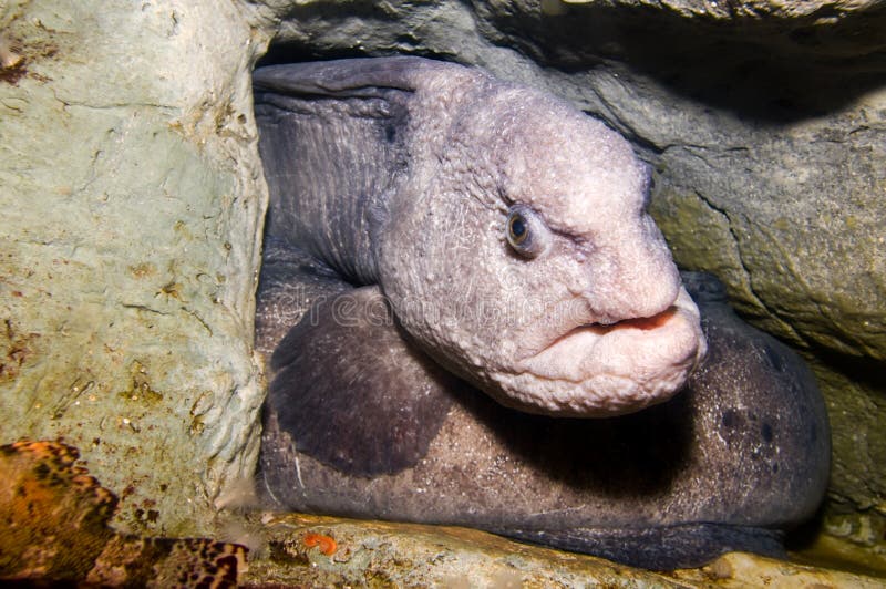 Wolf Eel stock photo. Image of moray, adventure, outdoor 10247146