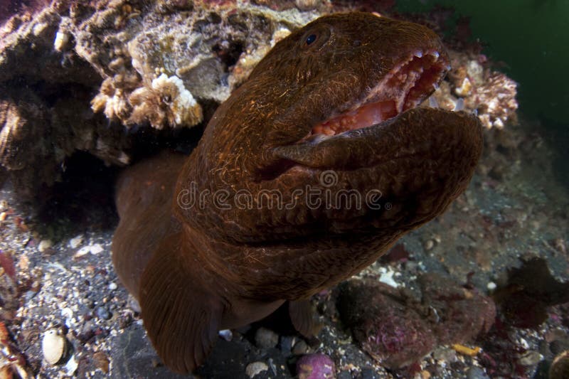 wolf eel mouth wolf eel mouth