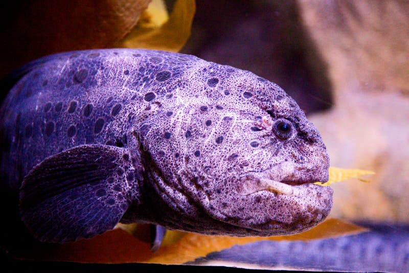 Wolf Eel stock photo. Image of moray, adventure, outdoor 10247146