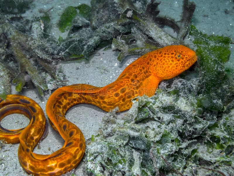 A vibrant juvenile Wolf Eel photographed in the cold Pacific waters of southern British Columbia. A vibrant juvenile Wolf Eel photographed in the cold Pacific waters of southern British Columbia.